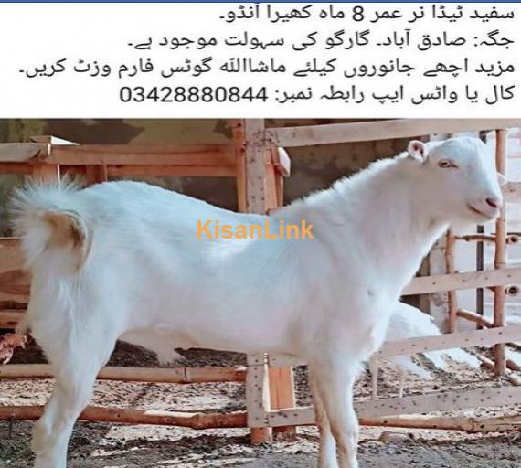 sufaid tedda nar for sale