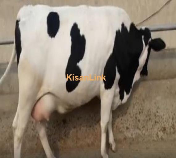 Cow for sale