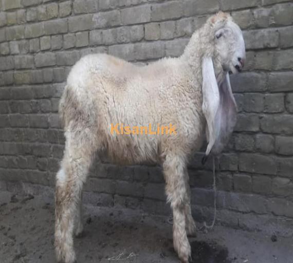 کجلا for sale