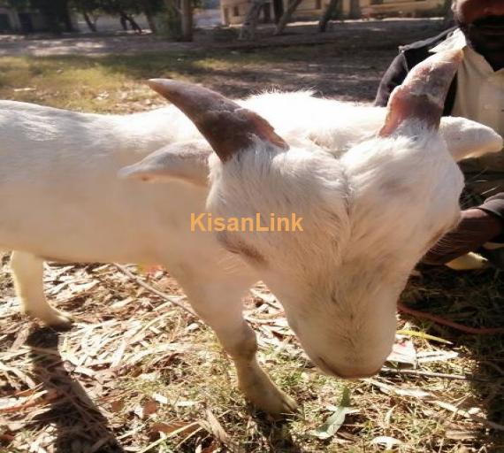 Puer taddi male beauti for sale