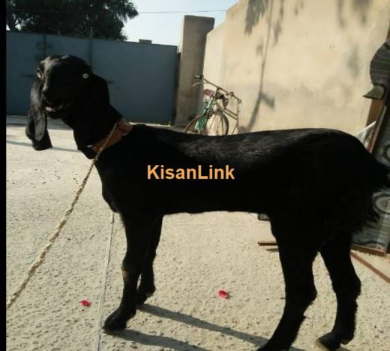 Black beauti  Lambi bail, white eyes, ghani Jhalar