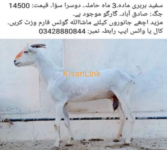 Goat for sale