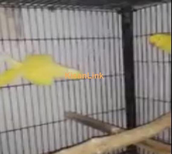 For Sale  2 Yellow Pair