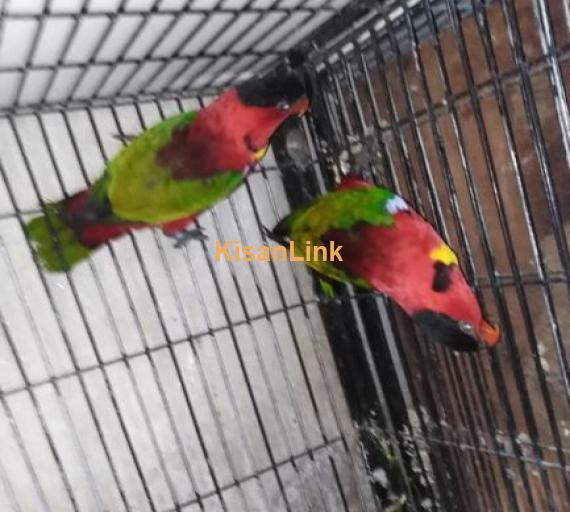 Lorri parrots for sale