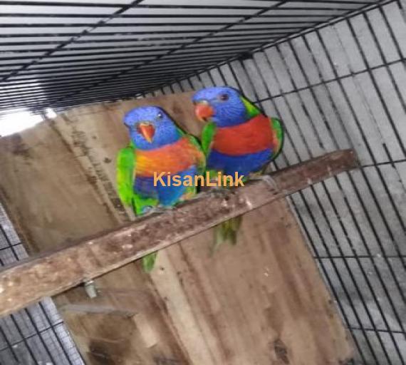 Lorri parrots for sale