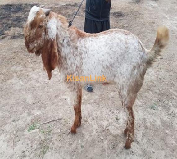 Makhi cheena breed for sale