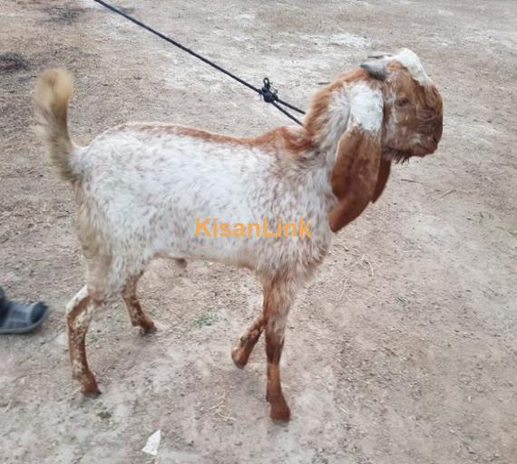 Makhi cheena breed for sale