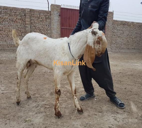 Desi beetal breed for sale