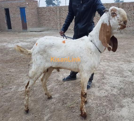 Desi beetal breed for sale