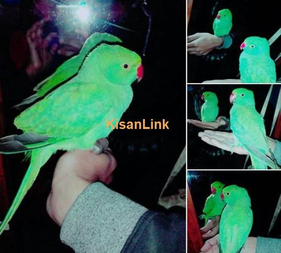 Green ringneck Male ..  Full hand tame .. for sale