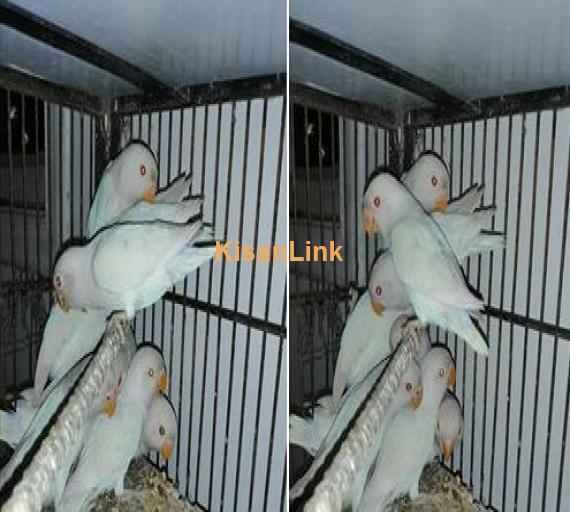 Albino Red Eye and Albino BLACK eye chicks available... Beak turns into white color for sale