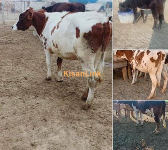 hiefrs cow for sale