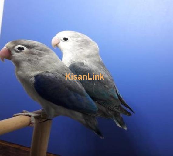Euwing blue pair for sale