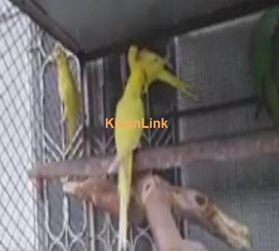 Yellow ring neck for sale