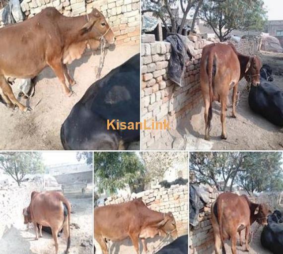Pure sahival cow for sale