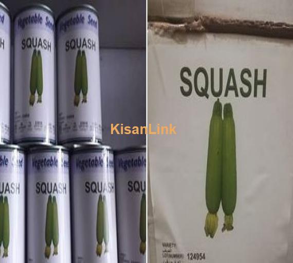 Squash seeds Availabe