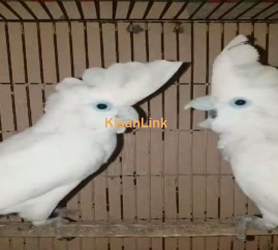 Ducorp Cockatoo for sale