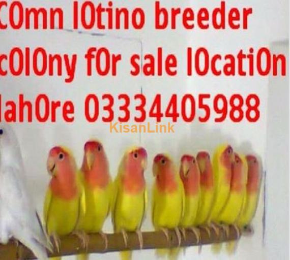 common lutino breeder pairs for sale