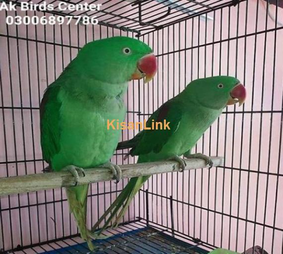 Kashmiri raw parrots breeder females For sale available ha.