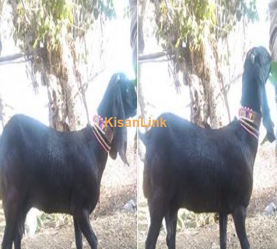 kali beetal bakri for sale