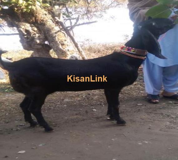 kali beetal bakri for sale