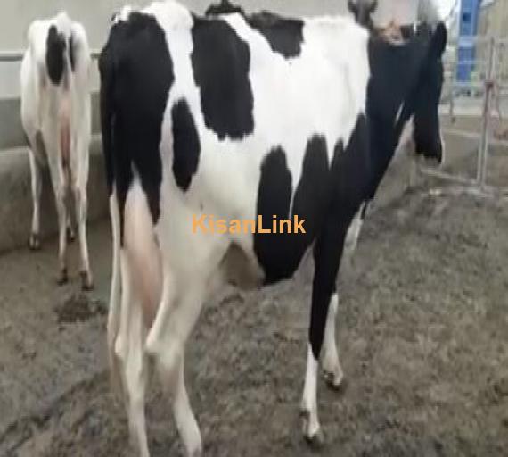 Cows for sale