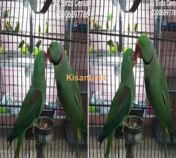 Kashmiri raw parrots breeder pairs  For sale available