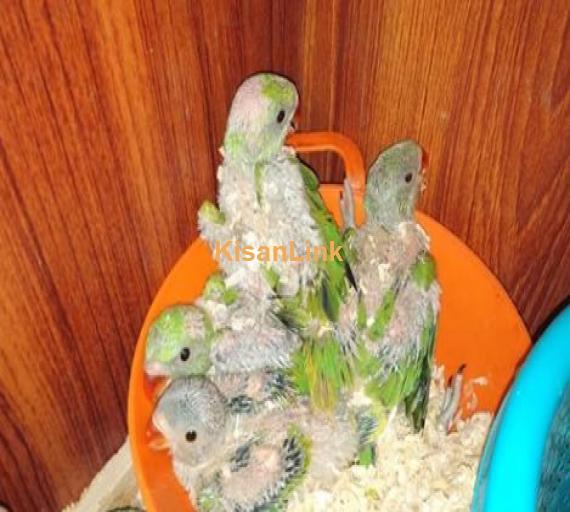 Half coverd Green ringneck Blue And yellow ke aplit chicks for sale