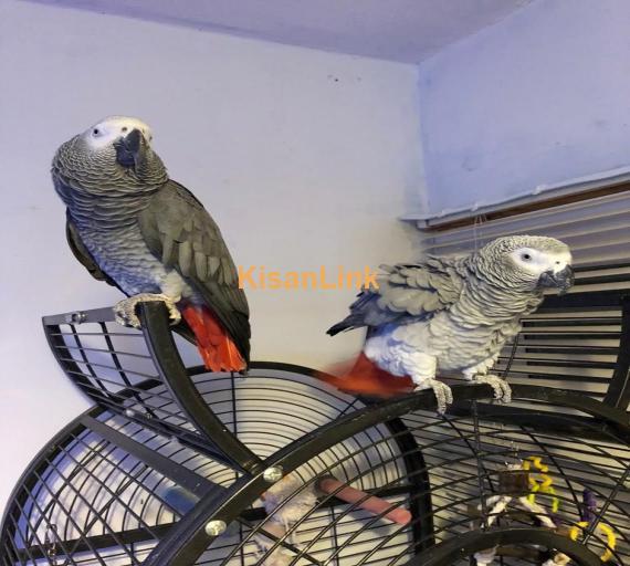 African grey parrots