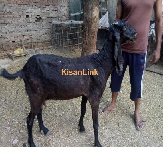 Goat For Sale