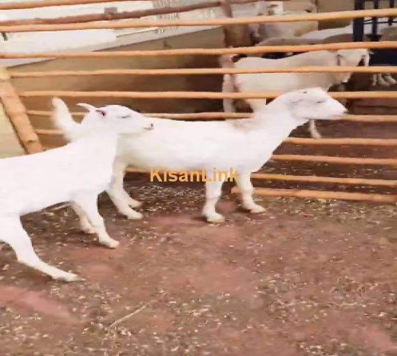 Goats For Sale