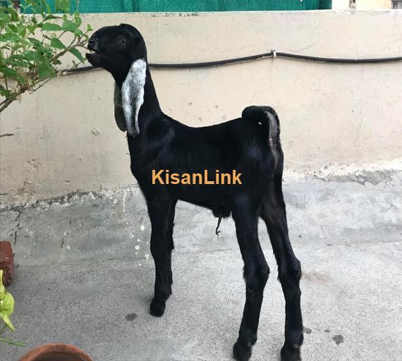 Goats For Sale