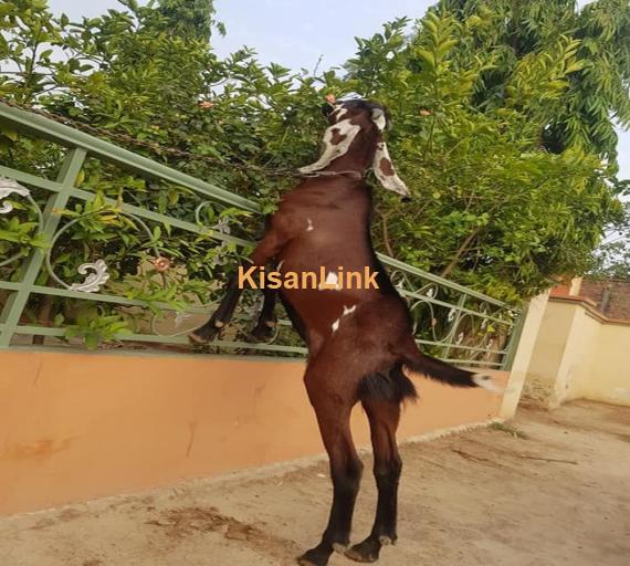 Goat For Sale