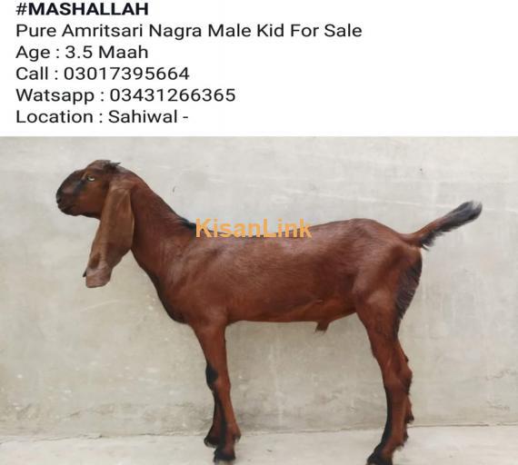 Goat For Sale