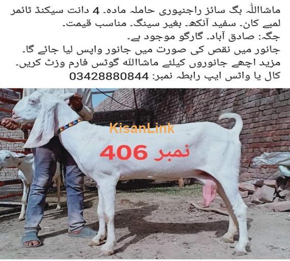 Goat For Sale