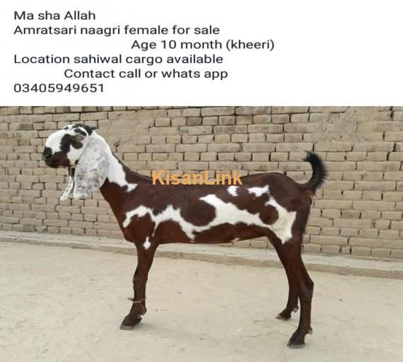 Goat For Sale