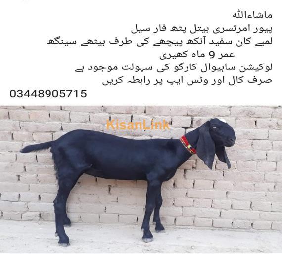 Goat For Sale