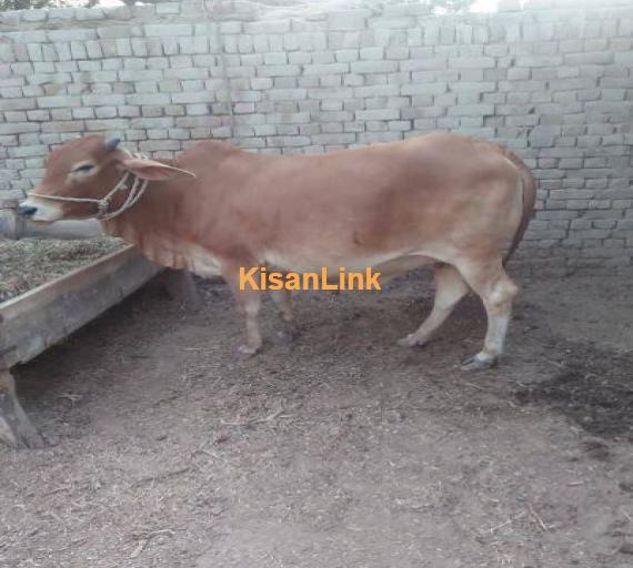 cows sahiwal bread are for sale 03238615057