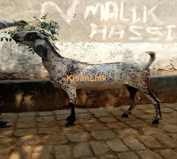 Goat For Sale