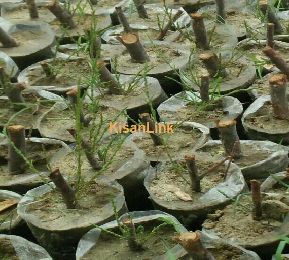 Kahgul Plant For Sale
