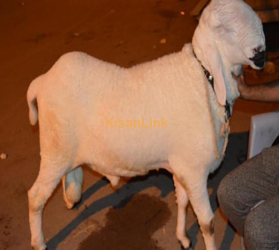 Sheep For Sale