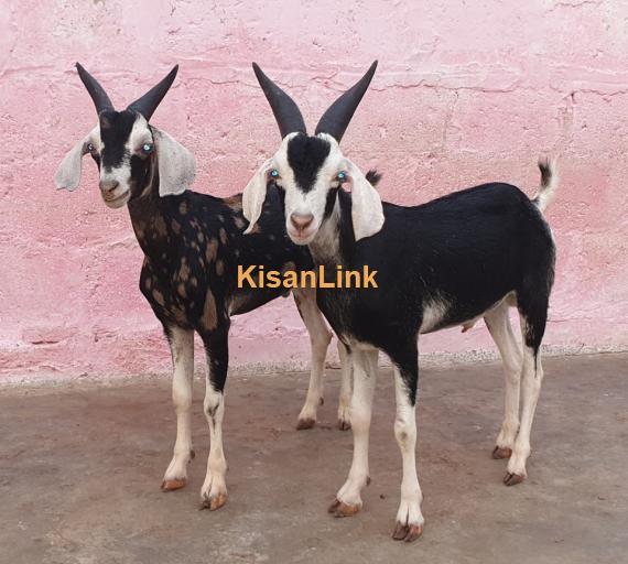 Goat For Sale - Kisanlink