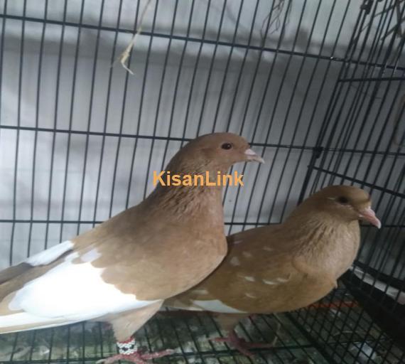 Pigeon Pair For Sale