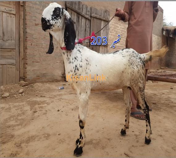 Goat For Sale