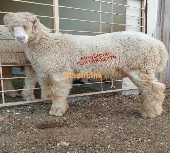 Sheep For Sale - Kisanlink