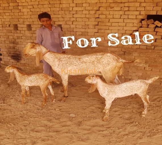 Goat For Sale