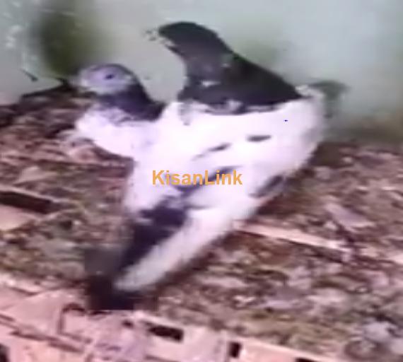Pigeon Pair For Sale
