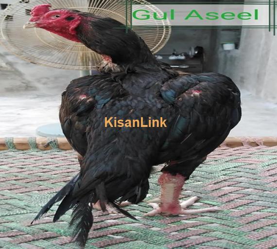 Aseel For Sale