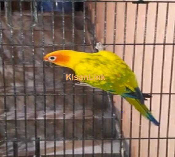 Parrot For Sale