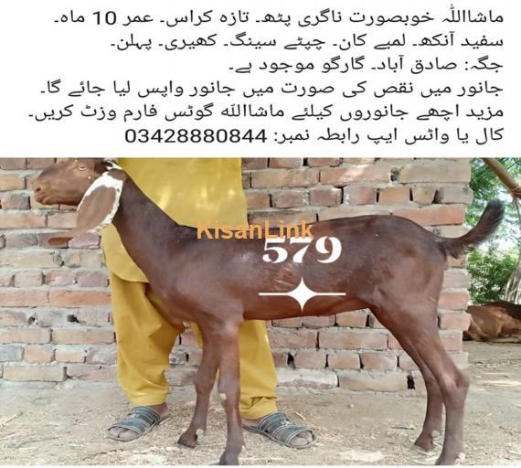 Goat For Sale